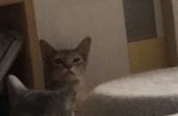 고양이 무료분양