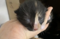 아기냥이 4마리