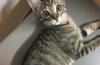 코리안 쇼헤어 고양이 분양합니다