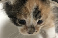 스코티시폴드어미 새끼냥이 무료분양해요