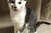 스코티쉬폴드 무료분양해요