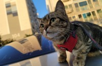 울산지역  냥이 무료분양합니다