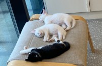 식사동에서 구조한 아기냥이 무료분양합니다