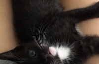 아기고양이 평택 오산 분양해요