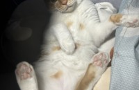 고양이 분양합니다. (길고양이, 생 후 6개월, 남자(중성화 완료), 예방접종 완료)