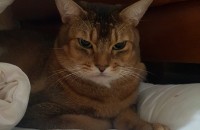 01077068839/평택/아비시니안