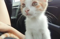 평택 7월 10일생 고양이 분양합니다.