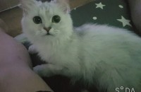 1년넘은여아 페르시안친칠라분양이요