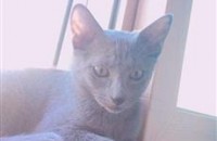 러시안블루 6개월