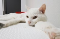 터키쉬앙고라 단모종 3살 남아