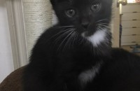 아주 이쁜 코숏 분양합니다~~!!