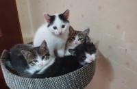 애기들 분양 합니다.