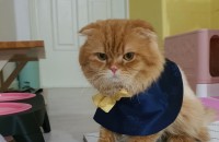 스코티쉬폴더 2살 남아 입양보냅니다.