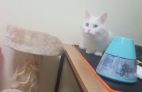 친칠라 분양합니다.