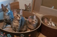 임시보호중인 3개월냥이5마리