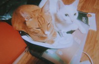 성묘 흰색 오드아이 고양이 분양합니다!