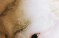 성묘 오드아이 흰색 고양이 무료 분양합니다!!