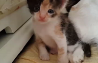 안성 고양이 무료분양해요