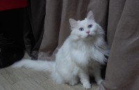 터키시 앙고라 성묘 분양