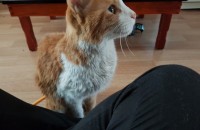 코리안숏헤어 여아 분양해요 (인천 서울 경기)