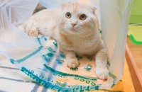 가정 사정상 분양합니다.