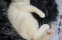 아깽이 분양합니다