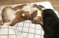 고양이 무료 분양합니다