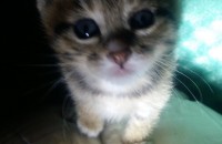 한 달 된 새끼냥이 두 마리 분양합니다.