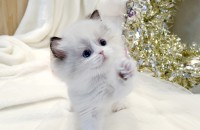 랙돌씰바이예쁜여아