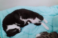 세살된 우리 춘장이 책임지고 같이 지내실 분 찾아요