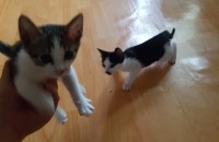 고양이 두마리 무료 분양합니다.(광주광역시)