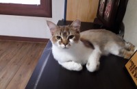 냥이 무료 분양합니다~