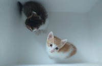 고양이 무료 분양