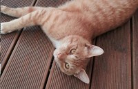 노노와귀귀을 입양해주세요