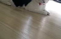 4살여아 1살때 중성화 수술했어요