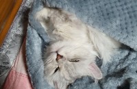 해외 이민으로 분양보냅니다