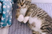 코리안숏헤어 아주 이쁜 아가