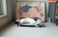 대전) 성묘 입양보냅니다.