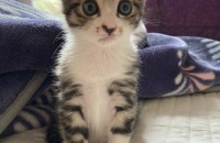 귀염폭발 7주된 아기냥이 양말이의 가족을 찾아요