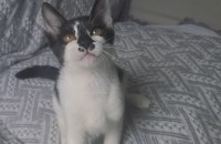 개냥이과 4개월 아기냥이 알렉스의 평생 가족을 찾습니다.