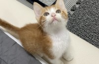 절대 미묘 사랑스러운 아기냥이 절미를 평생 돌봐주실 분을 찾습니다