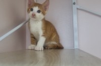 최고 귀염이 2개월령 아기고양이 뽀야를 평생 지켜주실 분!!