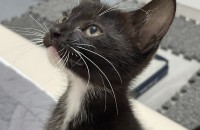 세상 귀여운 아기냥이 까망이의 가족을 찾아요