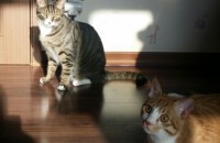 (경기 안성)코리안숏헤어 2마리 분양합니다.생후9~10개월