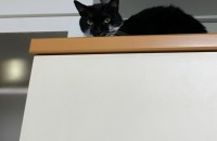 턱시도 코숏 2살된 아이 분양보내요