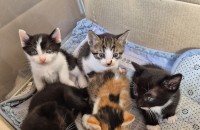 길냥이가 새끼를 낳았어용