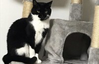 턱시도 코숏 2살된 아이 분양보내요