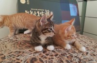 냥이 무료분양합니다.