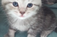 고양이 무료 분양 합니다(충남예산)