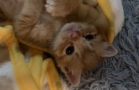 새끼고양이 2마리 무료 분양합니다.
